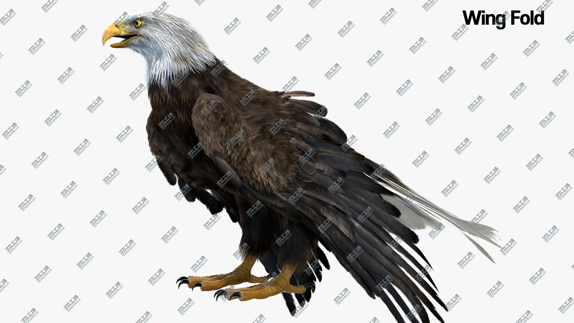 images/goods_img/202104092/3D American Eagle Fur Anatomy model/5.jpg